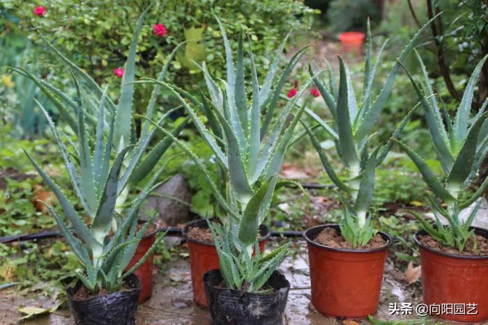 养芦荟有什么妙用,芦荟叶子用什么擦好