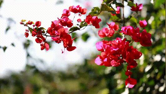 福建春季游玩好去处推荐,我闻到了春天的气息200字