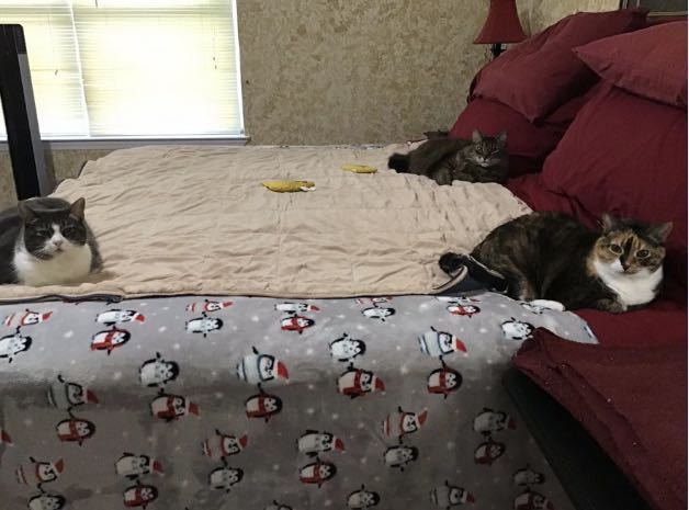 新冠病毒国外怎么防控,新冠病毒国外防控