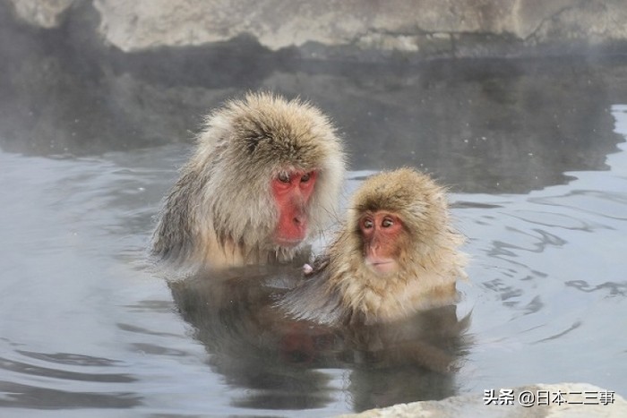 另类日本新体验：看猴子怎么泡温泉！