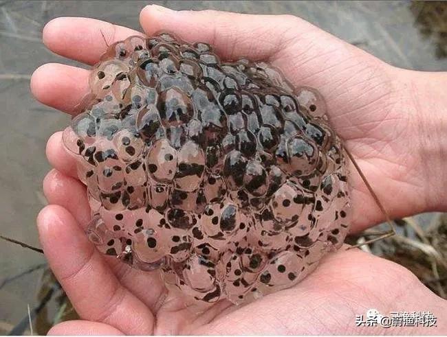 养殖黑斑蛙变态蝌蚪苗很小怎么办,黑斑蛙蝌蚪多少天发育成绿豆大小