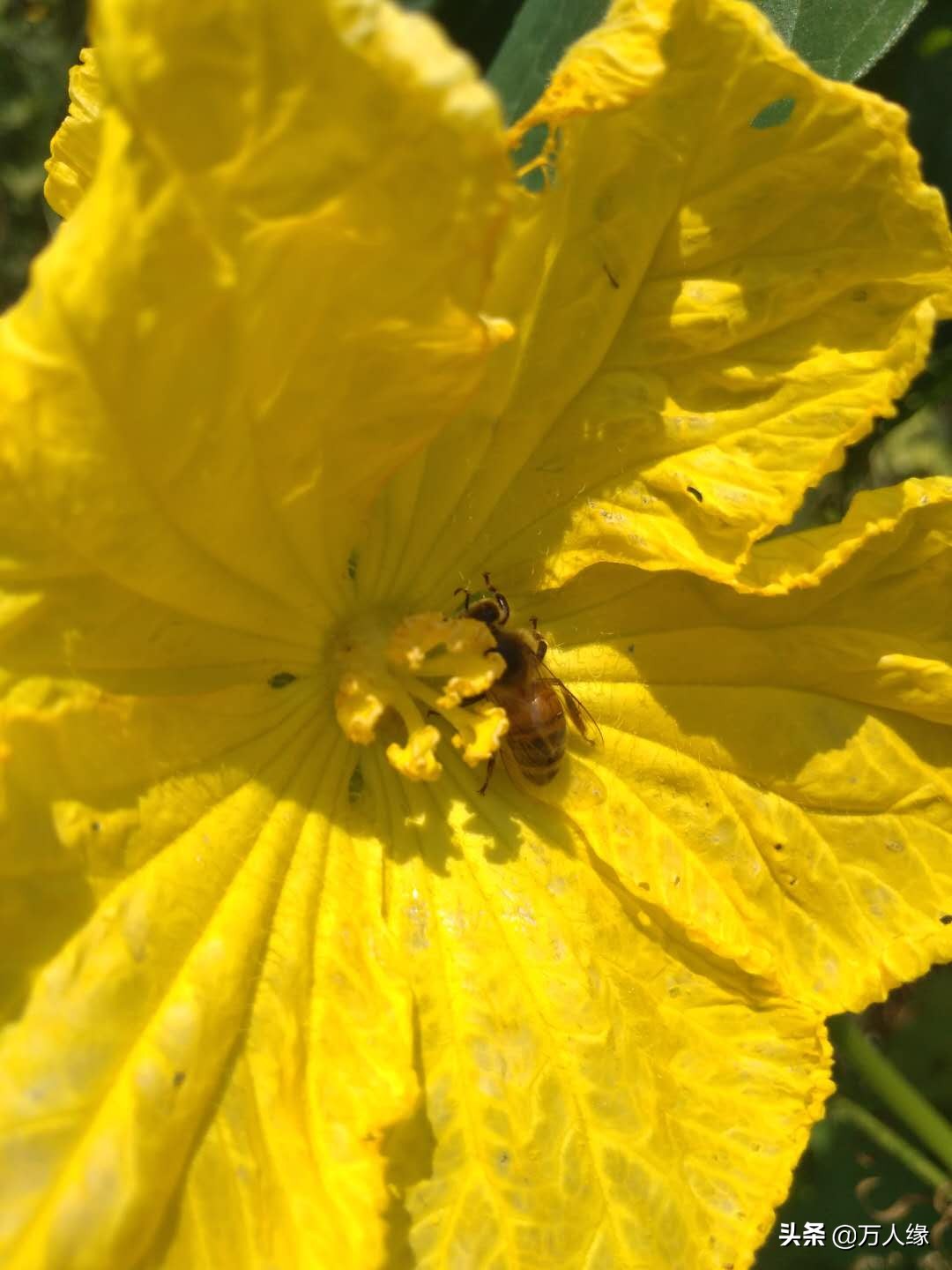 你知道蜜蜂一生要经历几个过程吗,蜜蜂的一生都在干些什么