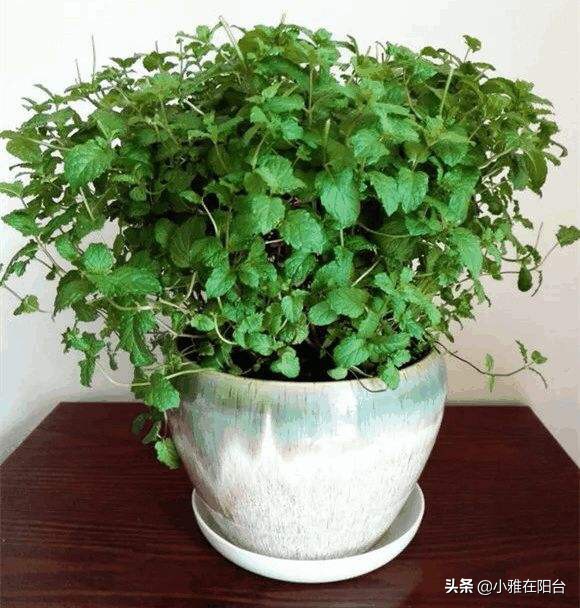 薄荷枝横着种,薄荷一棵能种成一盆吗