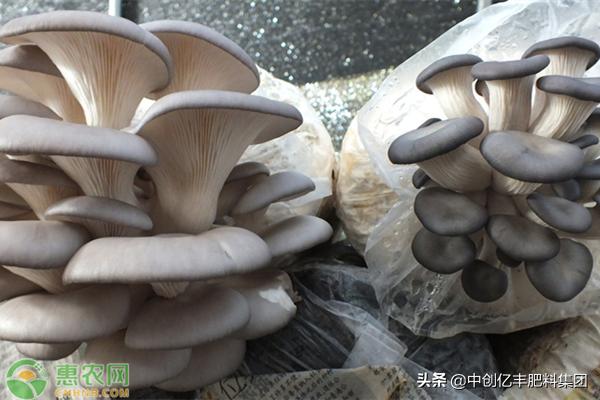 双孢蘑菇怎样做法高产,蘑菇菌包覆土栽培高产吗