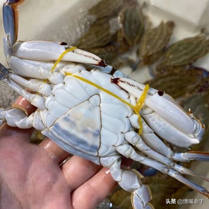 如何挑梭子蟹肥不肥,买到这种梭子蟹千万别吃不新鲜