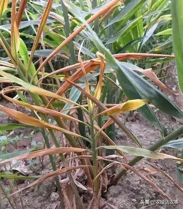 大姜病虫害防治技术要点,大姜催芽技术要点