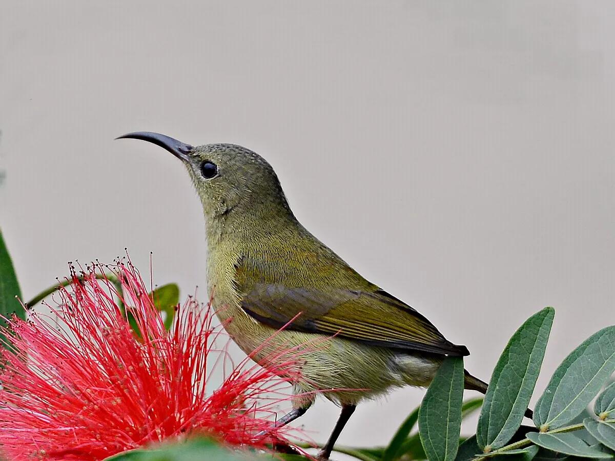 蜂鸟与太阳鸟区别,太阳鸟就是蜂鸟吗