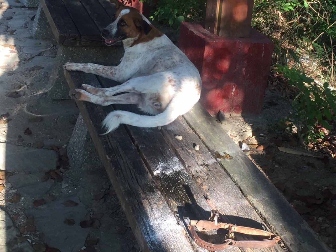 流浪狗受伤了怎么办求助什么部门,可怜的流浪狗终于得到救治