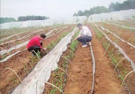 立夏种姜的方法,种生姜取母姜