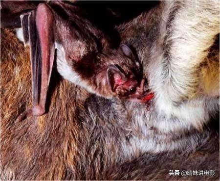 为什么蝙蝠携带病毒却不死,蝙蝠带病毒为啥不把蝙蝠给灭绝
