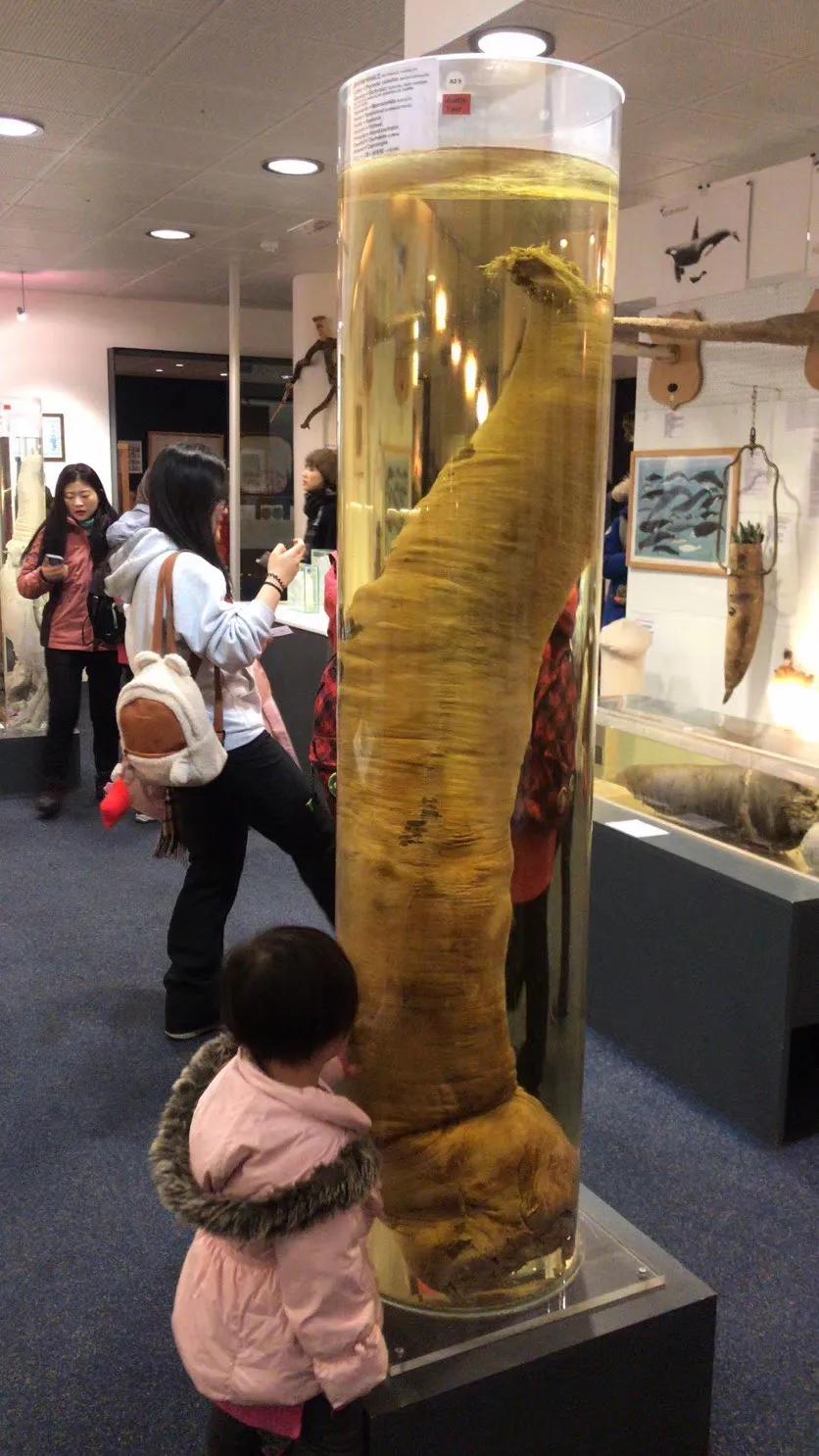 千奇百怪的动物合集,千奇百怪的动物系列