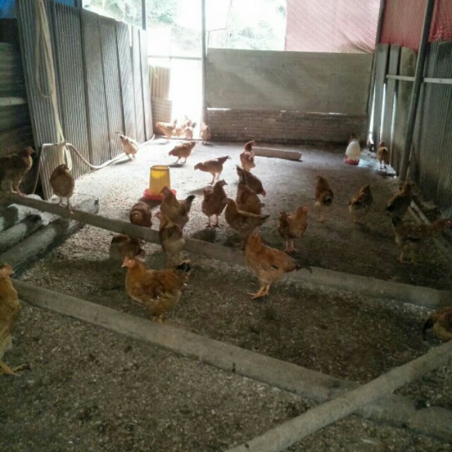 于都县金盆镇樟木坑,于都禾丰樟木坑