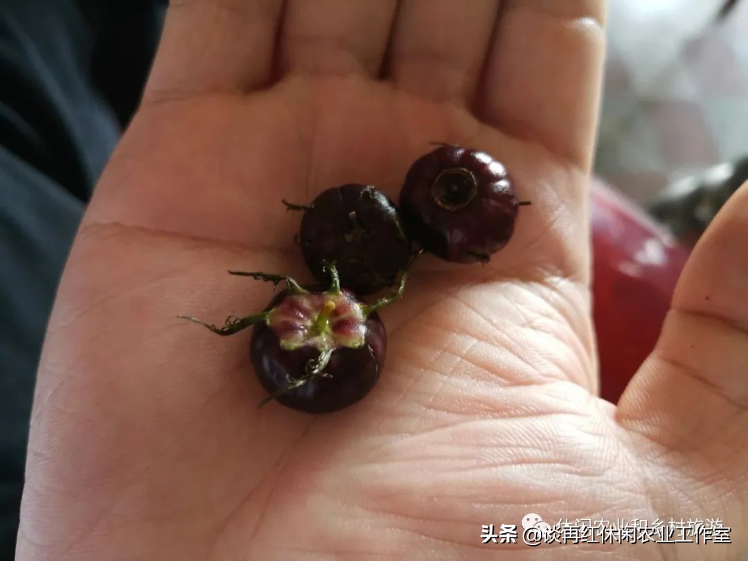 云南红果参一亩产多少斤,四川内江红果参多少钱1斤