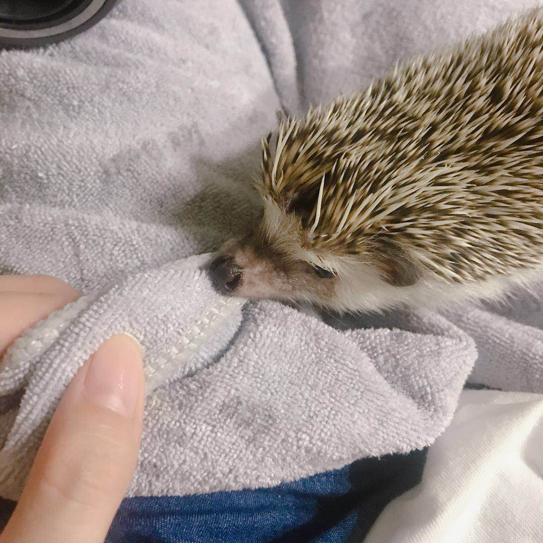 快给非洲迷你刺猬咬吧！咬了涂刺就算征服它了？小心被白咬了