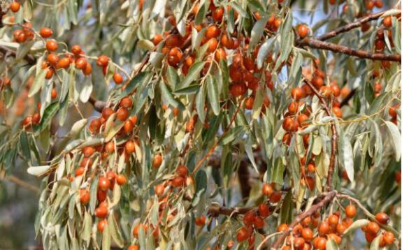 沙门子农场的视频,熬糖稀的土话小故事