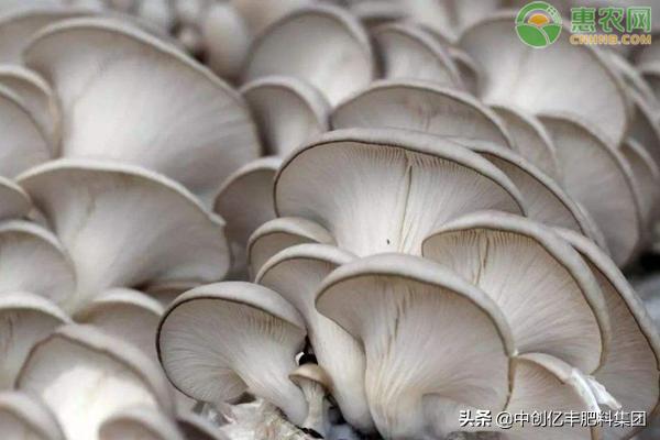 双孢蘑菇怎样做法高产,蘑菇菌包覆土栽培高产吗