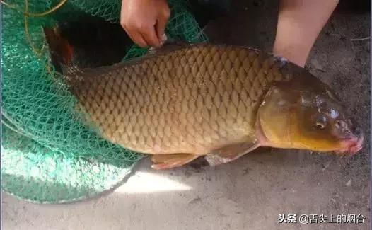 日常八种鱼忌搭配的食物,鱼不能配合哪些食材吃