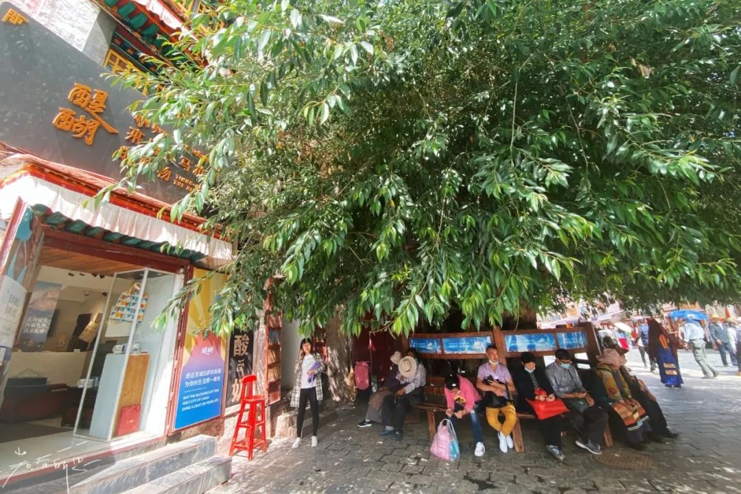 拉萨生活真实感受,日光之城拉萨旅游