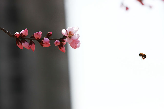 安国医院：寻常好景时时有，人间最美三月天。