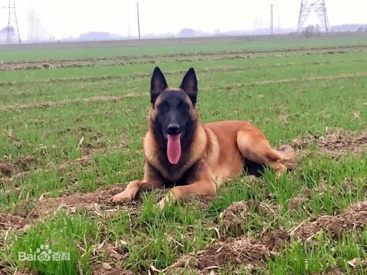 宠物狗大全免费观看,什么狗最好养又听话又聪明大型犬