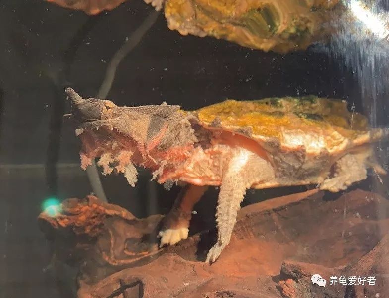 网上买龟店铺推荐,买龟在哪个网站买最靠谱实惠