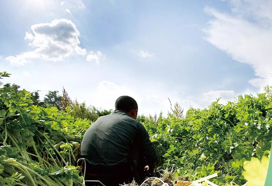 美菜分拣员招聘,美菜为什么一直招人