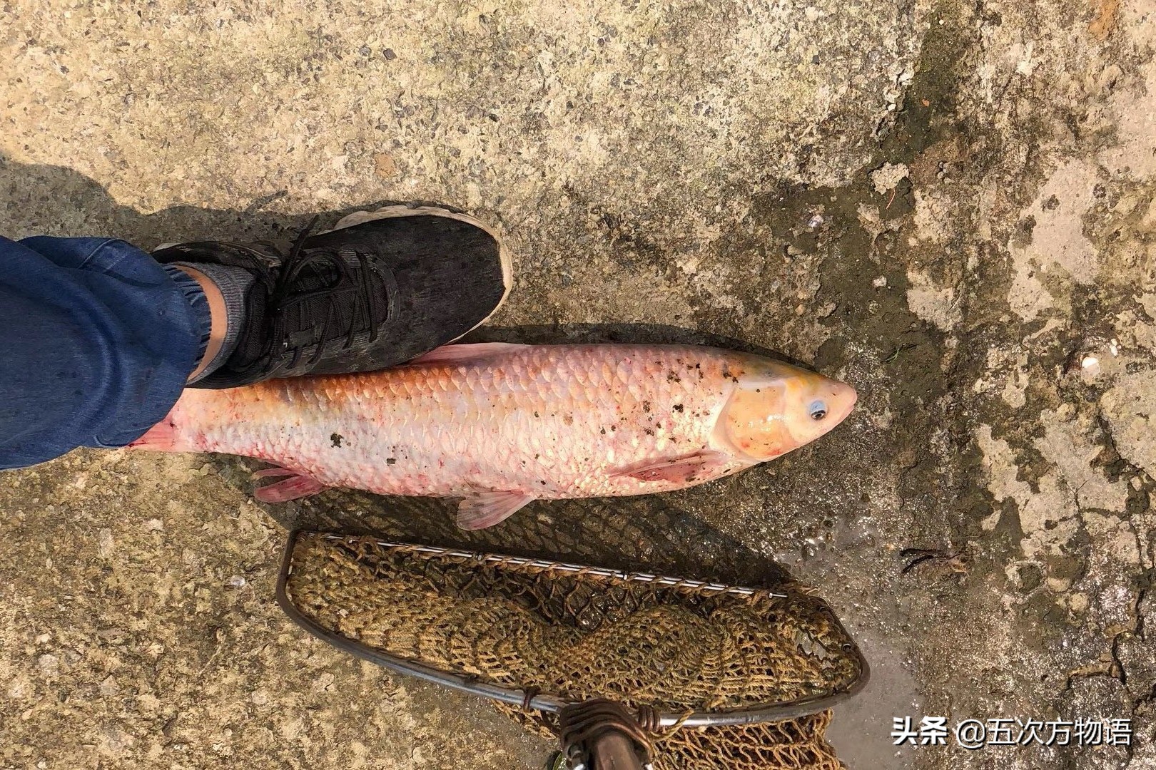 中国四大家鱼的视频,人们常说的四大家鱼