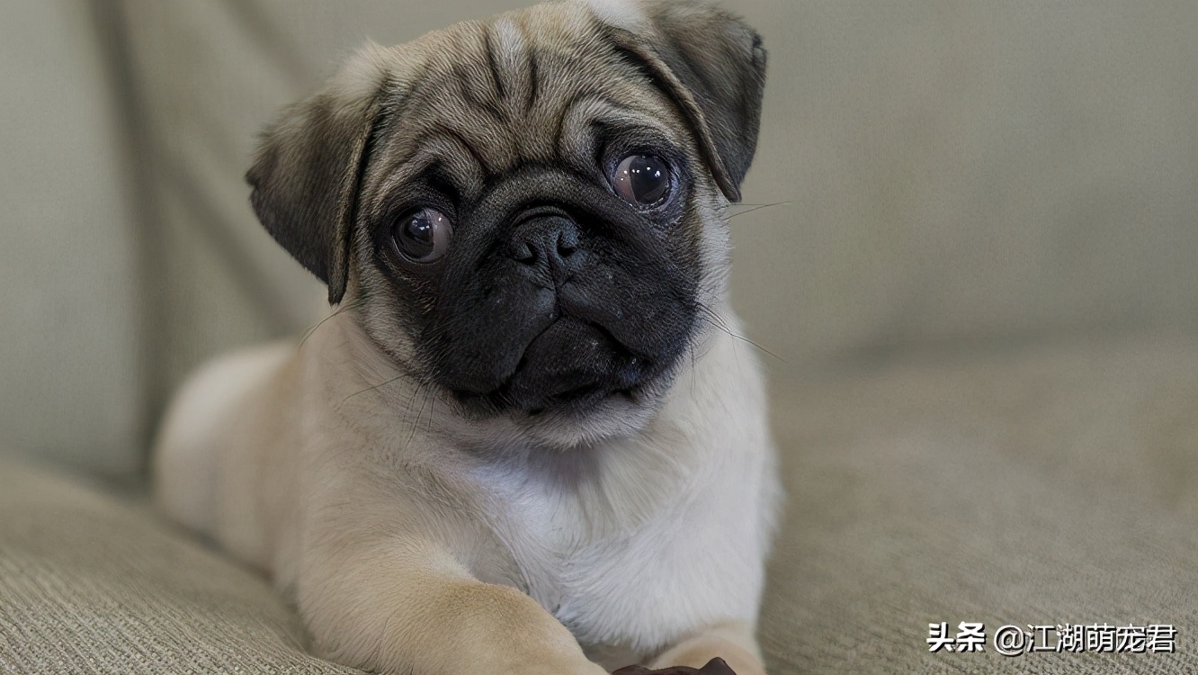 巴哥呼吸臭得很怎么办,有什么办法去除巴哥的体臭