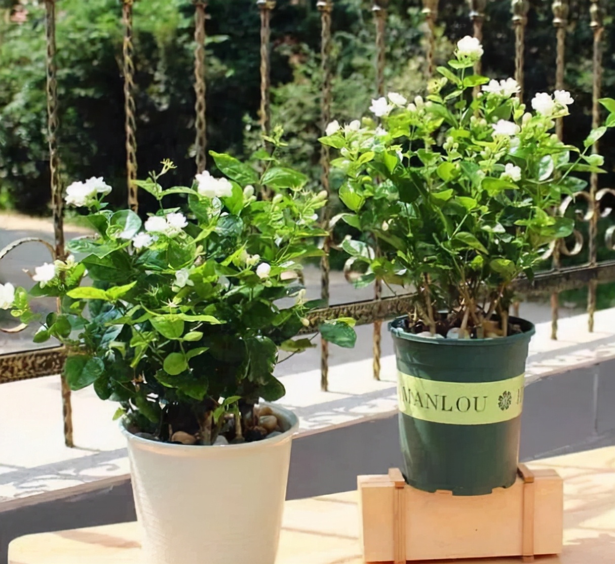 室内最好养的香水花有哪些,四季开适合客厅养的好香水花