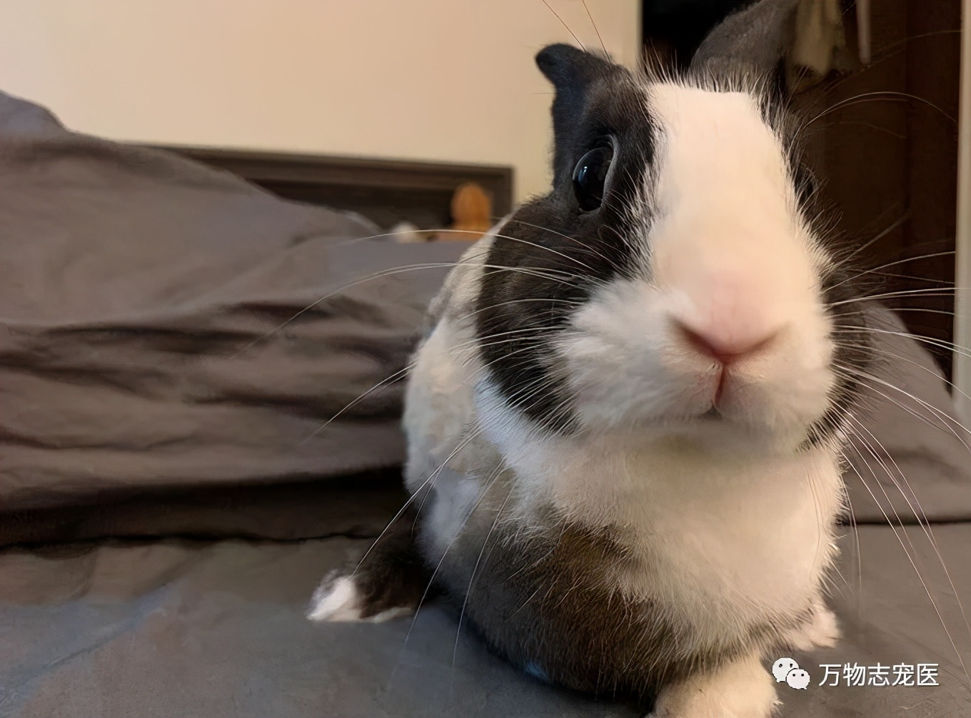 兔子有没有粉色,兔子有只眼睛看不见黑瞳都是白的