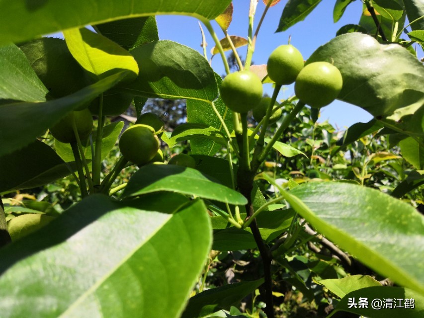 预防梨落果的方法,梨树防落果