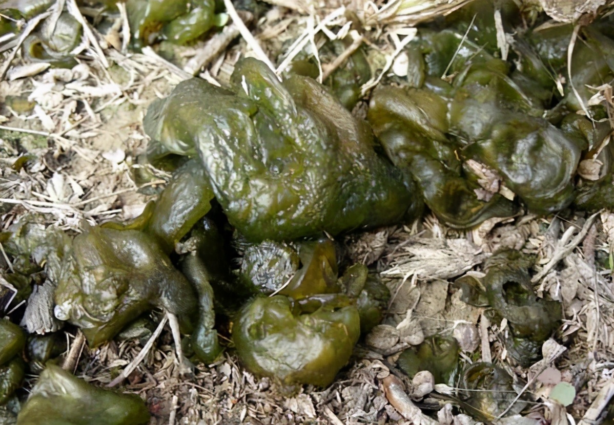 生长在地上的木耳,长在泥土上的木耳