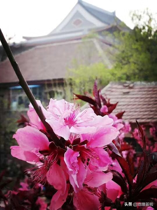 钓鱼台饭店济南,钓鱼台宾馆的北国风光