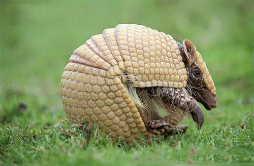 人类遇到亚马逊森蚺怎么自救,森蚺有可能被撑死吗