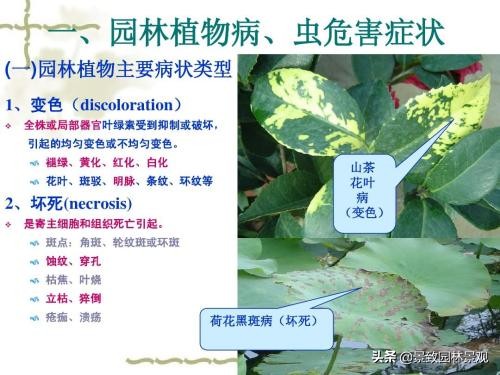 园林植物常见害虫及其防治现状,园林植物常见病虫害防治方法有