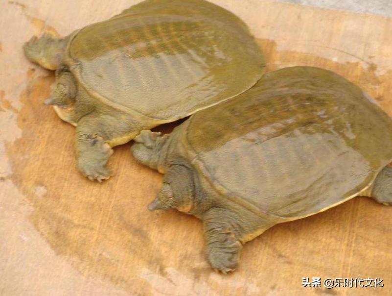 温室甲鱼的养殖方法与技术,为什么养甲鱼不养乌龟