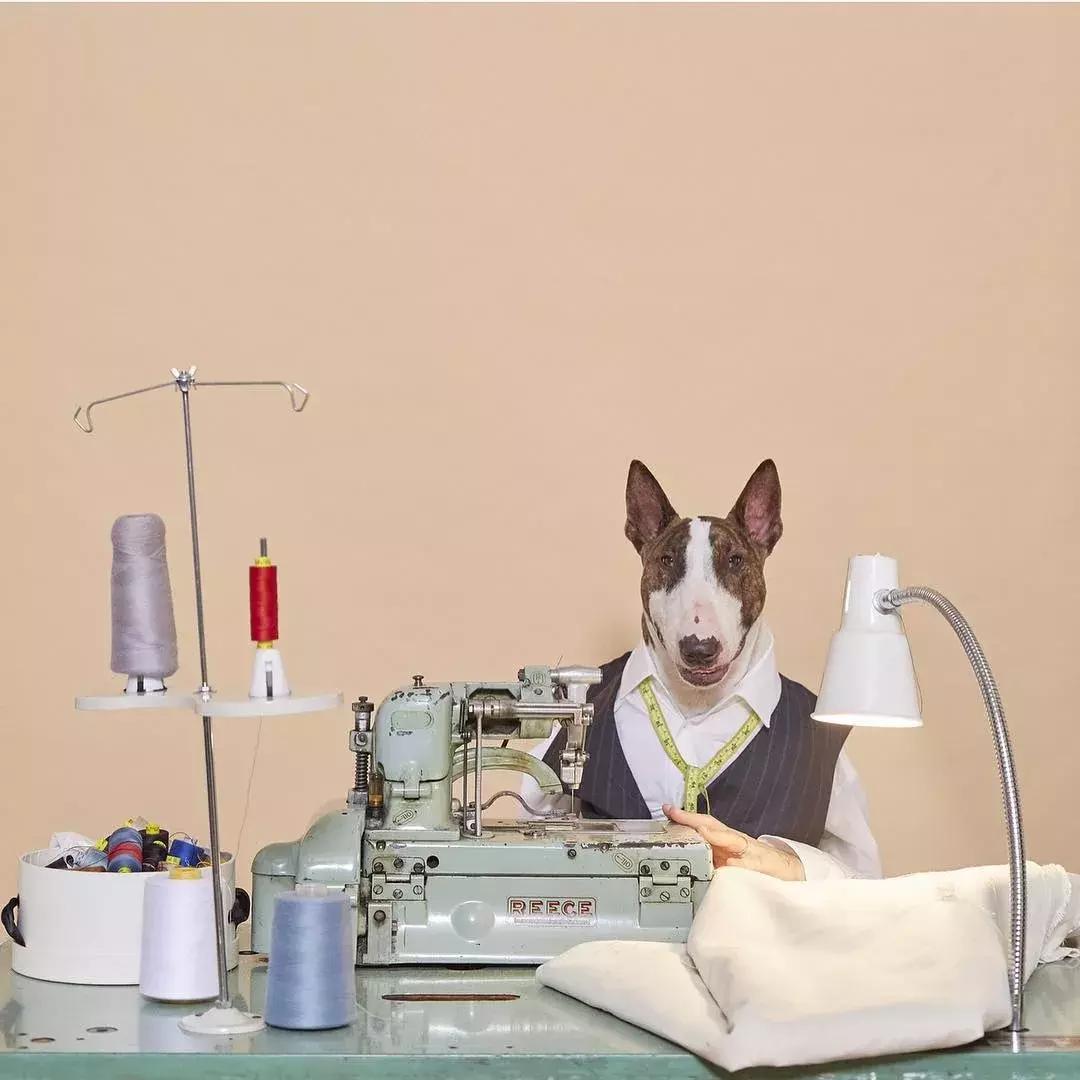 大熊猫一年可以赚钱几个亿,一只猫一年挣3000万