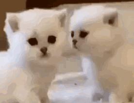 粘人的小奶猫,小奶猫守着铲屎官做作业