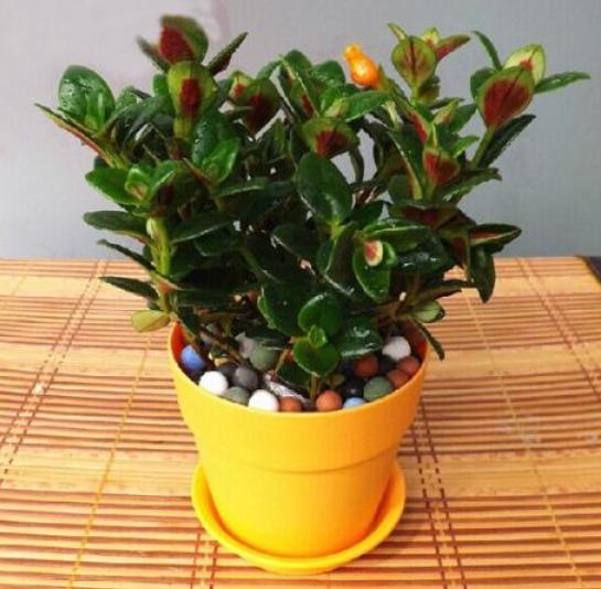 金鱼吊兰怎么养能养成老桩,怎样养殖金鱼吊兰才会花开旺