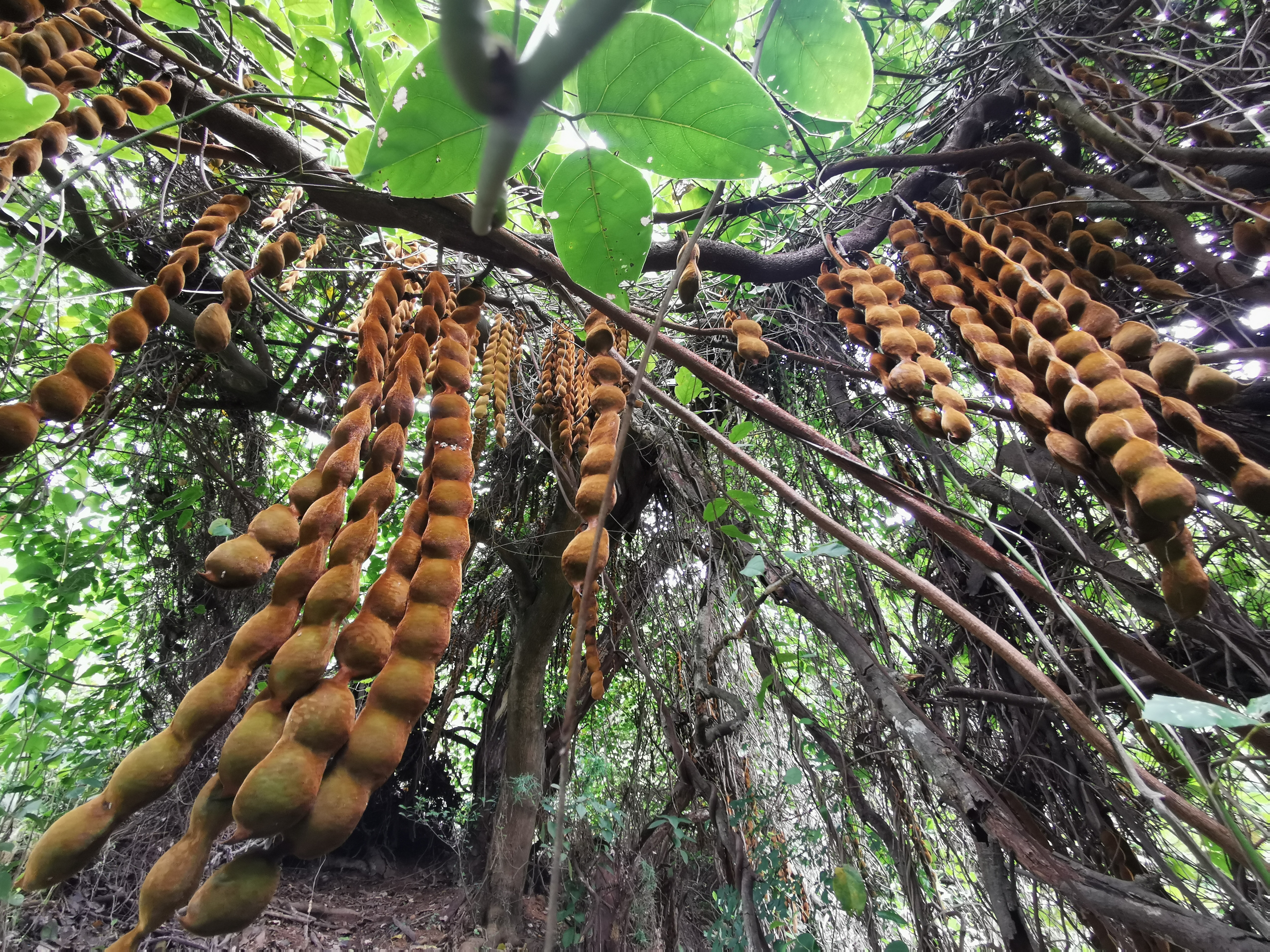 福州周边古道行之：三十六弯—恩顶—竹园岭，偶遇大野猪夹子