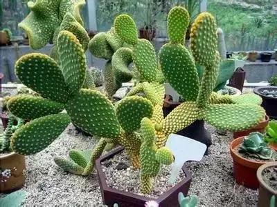 100种花的英文和花语是什么,100种花的花语以及送花礼仪分享