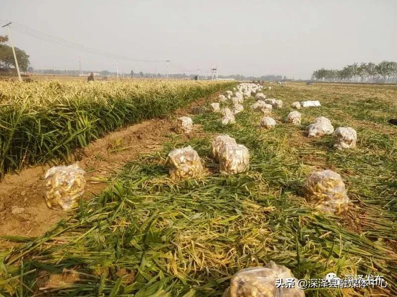 生姜种出脱贫致富路,贵州黔西生姜喜丰收村民采收忙