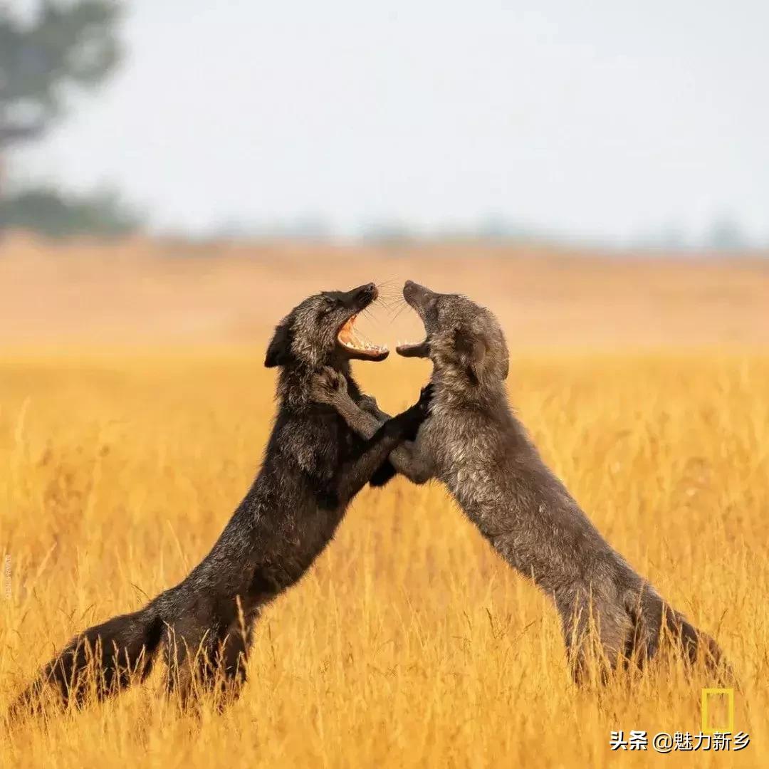 摄影欣赏:大开眼界,美国国家地理拉美官网的精彩大片