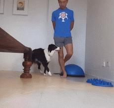 我养的边牧为什么看到谁都很热情,别以为边牧很好养