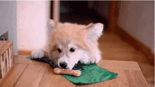 狗子喜欢半夜舔主人是什么意思,狗子为啥喜欢舔人