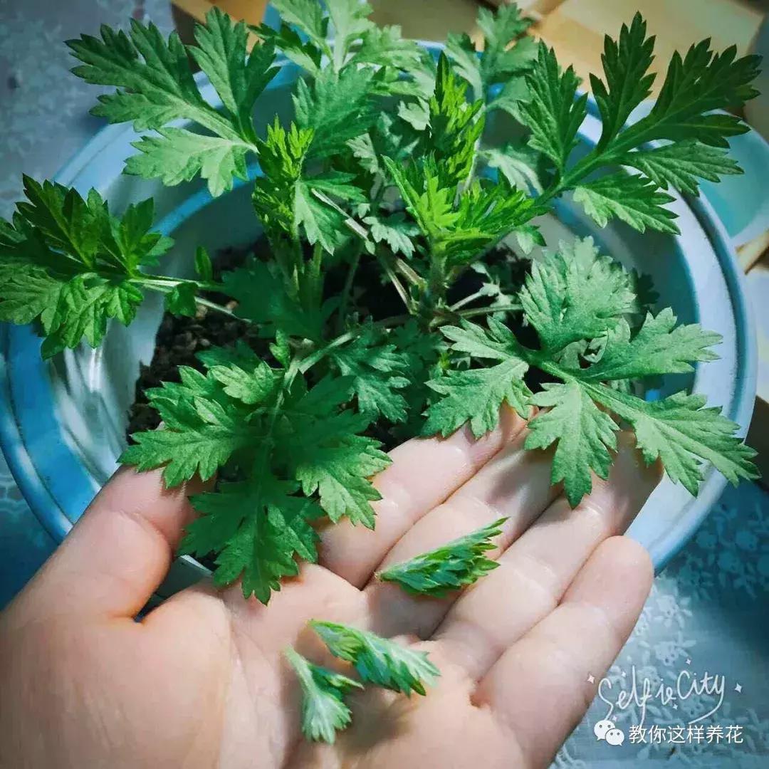 室内养什么花去味,什么花能净化空气除异味