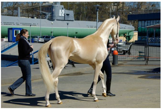 汗血宝马一千多万,汗血宝马过亿的有吗