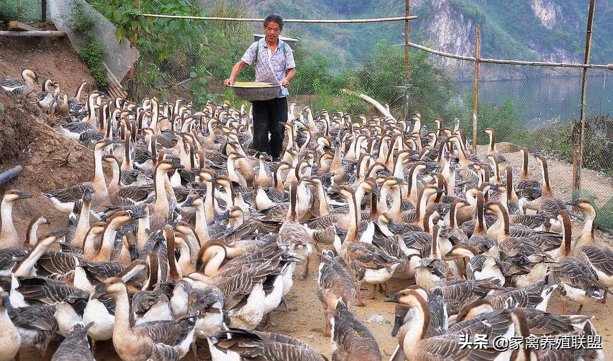 鹅价格为什么涨不上去,鹅价大跌还能养吗