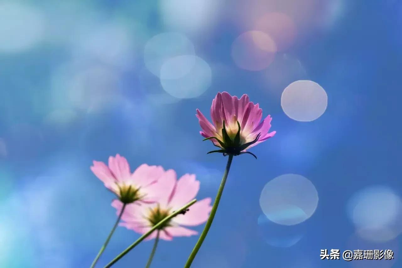 看看花容，听听花语2020年我镜头里的百种花卉