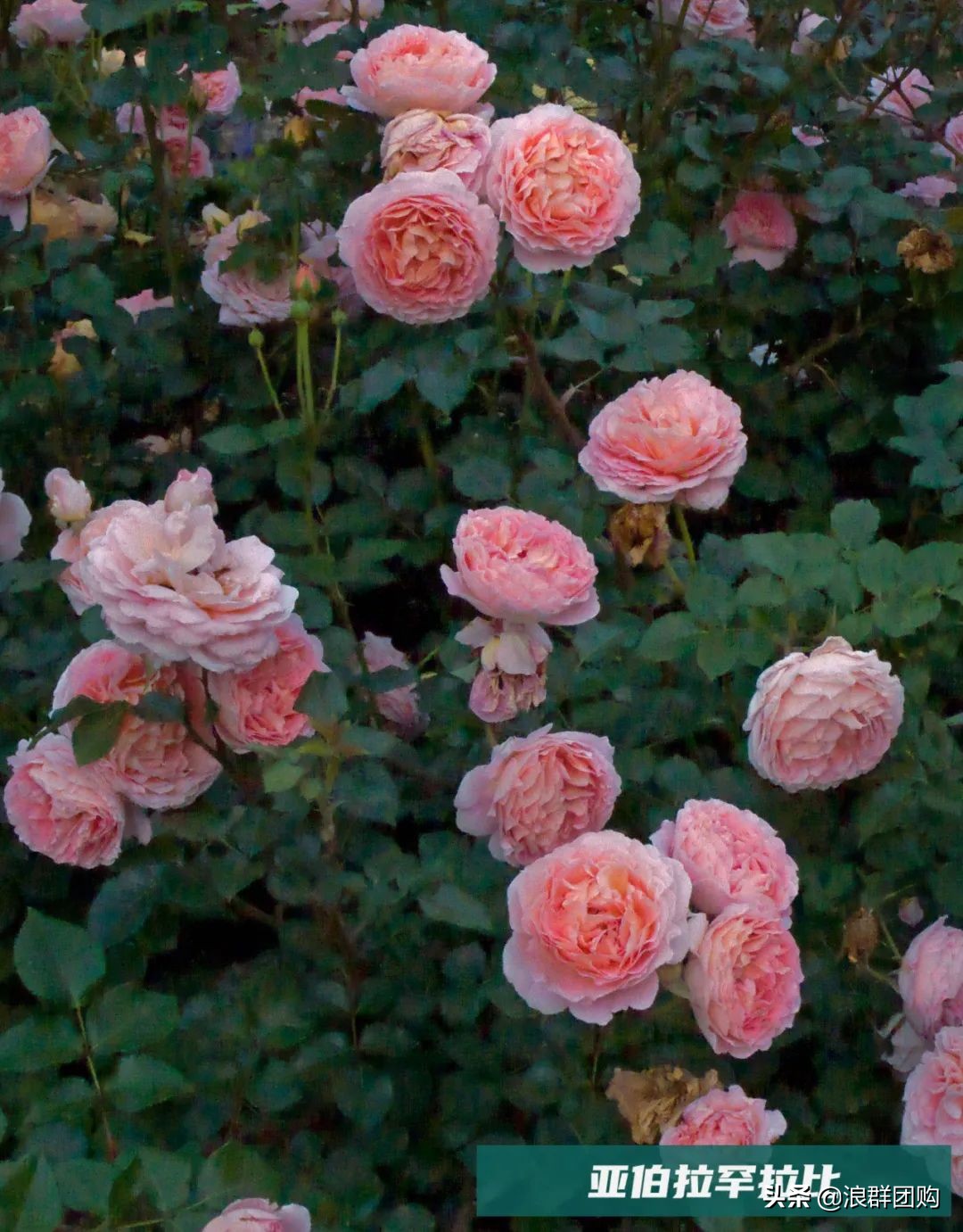 月季哪些品种大花又香,月季哪些品种花期长耐阴耐寒耐旱